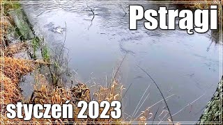 PSTRĄGI 2023 WYGRAŁEM Z NIMI  WPADŁEM w BAGNO  ŁOWIENIE RYB w PIĘKNEJ RZECE [upl. by Pacian]