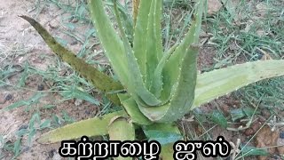 Udal edai kuraiya Katralai juice  உடல் எடை குறைய கற்றாழை சாறு  Aloe vera juice for weight loss [upl. by Ainadi]