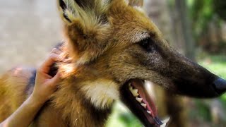 Hanging out with a rescued Maned Wolf Chrysocyon brachyurus [upl. by Birdella277]