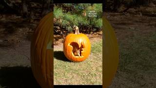 Squirrel pumpkin 🎃🐿️ squirrelwhisperer melgsbackyardsquirreling [upl. by Reifel]