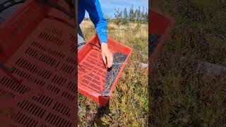 Blueberry picking harvesting berryfarm lingonberry fruit [upl. by Mechling477]