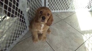 Samson  cocker spaniel 11 weeks  speaking [upl. by Chico]