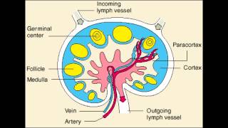 Lymph Node  Follicle Medulla amp Paracortex physiology [upl. by Airetak]