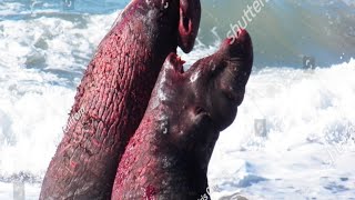 Elephant Seal Fight Robot Spy fighting with Blood Elephant Seals Fight African Animals [upl. by Oakman]