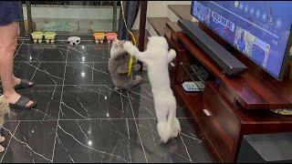 🐈🐈‍⬛😸🤩🎀 Cats catch the ribbon 🐈 ❤️ 😊 😂 🐭 🐱 ❤️ 😂 cat cats furries love pets toys funny happy [upl. by Laikeze]