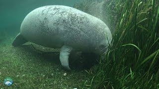 What do manatees eat [upl. by Atilrak]