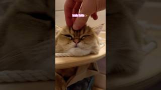 Ticklish cat 🐱 catvideos cute cutecat [upl. by Ecart]