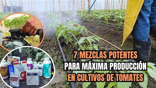 7 Mezclas Potentes para el arranque en un cultivo de tomates [upl. by Albric409]