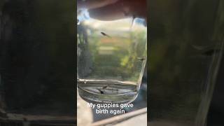 My guppies gave birth again 🐟fishfarming guppyfish aquariumfarm guppyfishfarming fish youtube [upl. by Llerut]