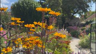 Late July Cottage Garden Tour Stunning Perennials in Bloom  Perennial Garden [upl. by Bates]