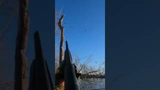 2Man Limit Of Greenheads  The Perfect Mallard Snob Hunt [upl. by Knut424]