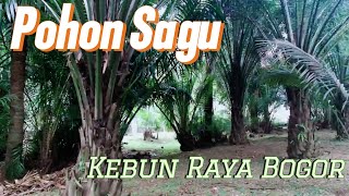 Melihat Pohon Sagu Di Kebun Raya Bogor [upl. by Dorehs]