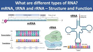 mRNA tRNA and rRNA  Structure and Function  What are different types of RNA  Biochemistry [upl. by Elpmid287]