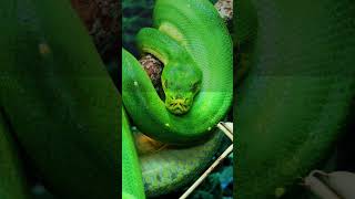 Green Tree Python 🐍  Stunning Rainforest Predator 02  Digital Discovery shorts [upl. by Vanthe133]