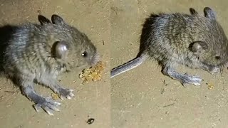 rat 🐁 eating my house at night  rat very beautiful animalloverrina [upl. by Leterg672]