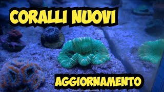 Nuovi CORALLI e Aggiornamento Acquario Marino  Novembre [upl. by Rednasxela345]