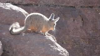 Viscacha in Bolivia [upl. by Siloam623]