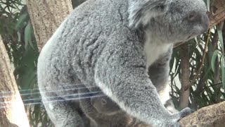 コアラ赤ちゃんが可愛い♥ Cute koala baby and family 345【Cute animal baby videos】【こども動物自然公園】 [upl. by Sylvan]