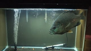 IS THIS A RARE GIANT OSCAR HYBRID FISH OR A VERY LARGE GREEN SUNFISH [upl. by Meghan]