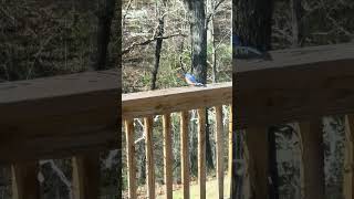 The blue bird is back in my back patio hanging out [upl. by Ltsyrk]