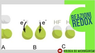 REAZIONI REDOX NELLA CELLULA VIVENTE 12 [upl. by Trisha]