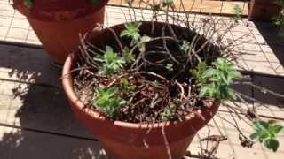 How to rejuvenate a dying neglected Oregano Plant [upl. by Sandstrom703]