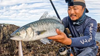 You Need to TRY THIS FISH SASHIMI Landbase Fishing in Aotearoa New Zealand [upl. by Atnovart]