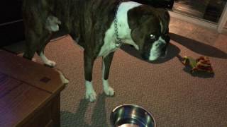 Boxer Dog takes tantrum when water dish empty [upl. by Leunamesoj]