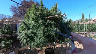 Do This Before Harvesting Your Outdoor Cannabis Plants  9272022 [upl. by Einomrah124]