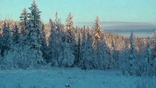 Västermark Nature Reserve Västerbotten County Sweden [upl. by Leod833]