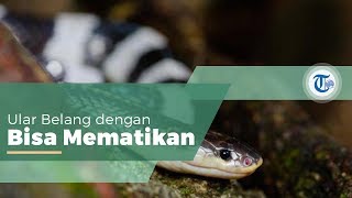 Ular Weling Ular Berbisa dari Suku Elapidae yang Bisa Ditemukan di Asia Tenggara [upl. by Eidnar]