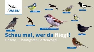 Top 10 GartenVögel So könnt Ihr sie erkennen [upl. by Boesch]