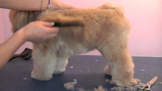 Grooming Guide  Lhasa Apso Pet or Salon Trim  Pro Groomer [upl. by Norri531]