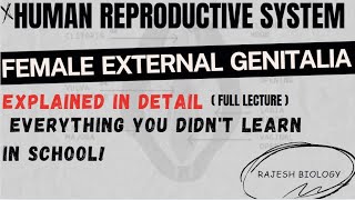 Female External Genitalia Vulva  Human Reproductive System  2nd Zoology  NEET  Rajesh Biology [upl. by Eberta]