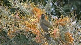 Lewins Honeyeater [upl. by Vidal]