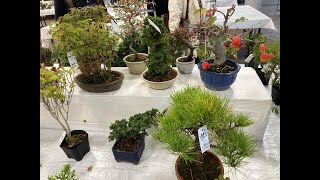 Autumn Bonsai exhibion and sale Part 1 [upl. by Fogel267]