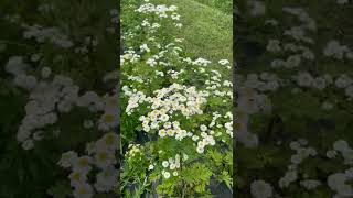 Gorgeous Feverfew Cut Flower Garden Flower Farm [upl. by Bard357]