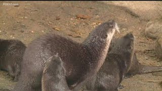 Visiting the otters at the Connecticut Beardsley Zoo  CT Summer Bucket List [upl. by Syah]