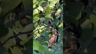 Discover the Mopani Worms and Mopane Tree near Mopani Rest Camp Kruger National Park South Africa [upl. by Anek]