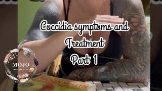 Coccidia Symptoms and Treatment for Chicks [upl. by Thea413]