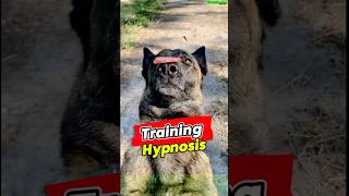 Training 🔝 Hypnosis for Malinois dog germanshepherd belgianmalinois dogtraining pettraining [upl. by Raquel]