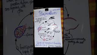 Plasmodium ki life cycle motivation upsc study upscmotivation ips viralvideo youtubeshorts [upl. by Bridge348]