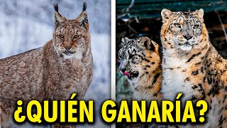 LINCE EUROASIÁTICO vs LEOPARDO DE LAS NIEVES [upl. by Noemi]