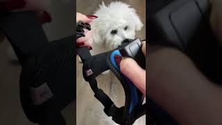 New harness for the dog dogs puppy minibichon cute bichon whitedog [upl. by Anivek]