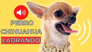 Sonidos de Perro Chihuahua LADRANDO 🐶 [upl. by Vandyke]