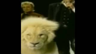 Siegfried Roy And Tiger Horn Attack  Fame Story।।tigertigerattackshortsyoutubeshorts [upl. by Leunamesoj]