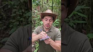 Tuto  BOWHUNTING 🏹 mentawai tribe bow traditional culture plants forest tutorial nature [upl. by Esimehc401]