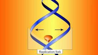 Fluoroquinolones Mechanisms of Action and Resistance [upl. by Dlanger]