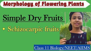 Fruits  Simple Dry Schizocarpic Fruits Morphology of Flowering PlantsClass 11 BiologyNEETAIIMS [upl. by Lawry246]