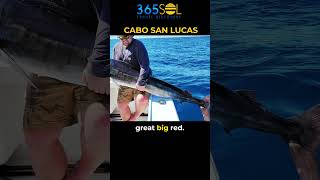 CABO SAN LUCAS 2  A Complete Travel Guide  A Luxurious Tour to Cabo San Lucas Mexico [upl. by Rubie]